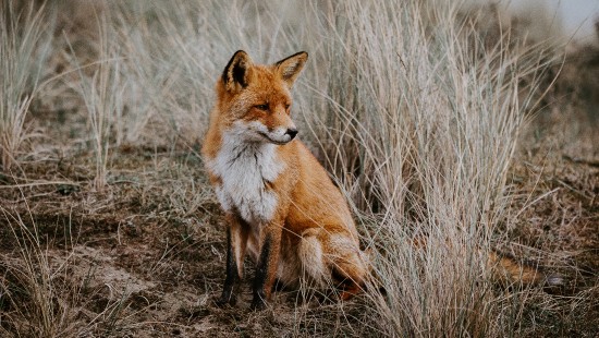 Image brown fox on brown grass field during daytime