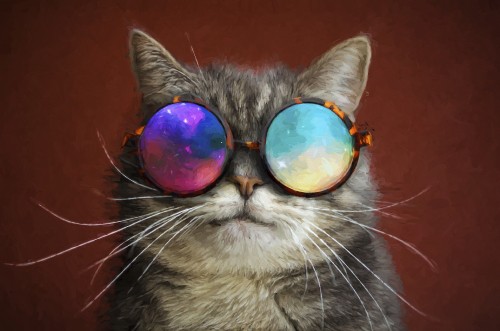 Image brown tabby cat wearing sunglasses