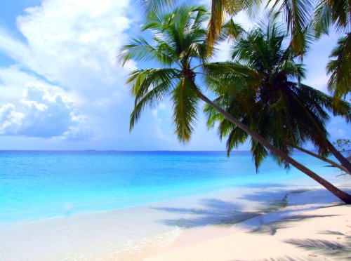 Image green palm tree on white sand beach during daytime