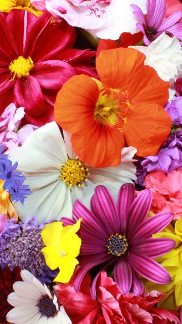 Image pink white and orange flowers