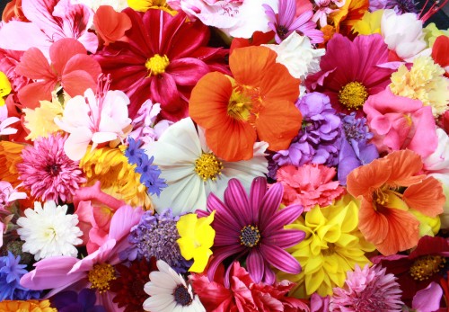 Image pink white and orange flowers