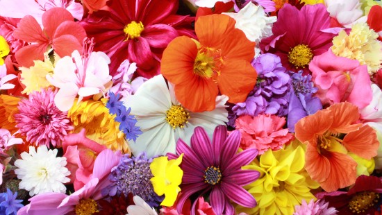 Image pink white and orange flowers