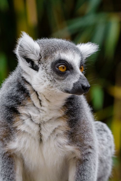 black and white lemur during daytime