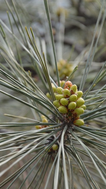 Image green and brown plant in close up photography