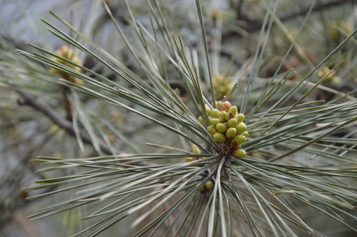 Image green and brown plant in close up photography