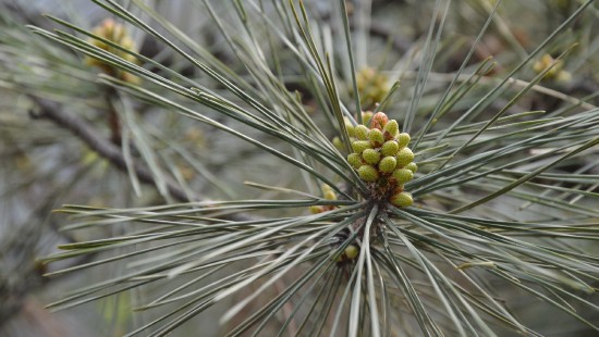 Image green and brown plant in close up photography