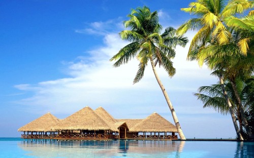 Image brown wooden beach house near palm tree during daytime