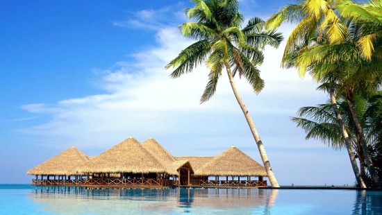 Image brown wooden beach house near palm tree during daytime