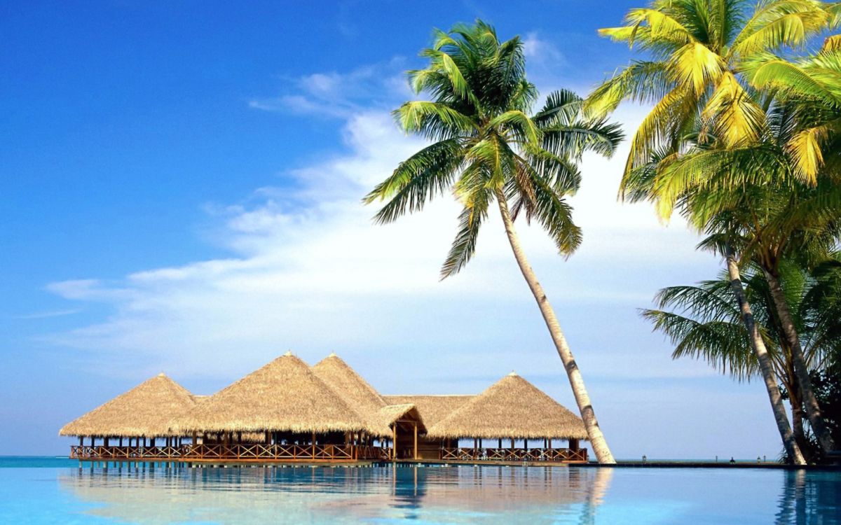 brown wooden beach house near palm tree during daytime