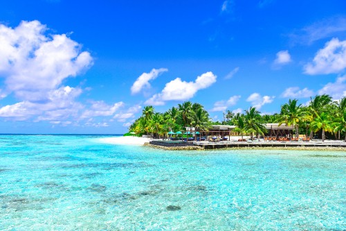 Image green palm trees on beach during daytime