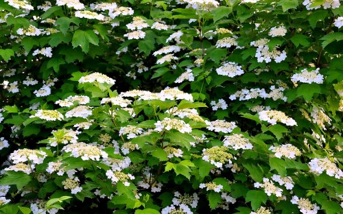 Image white flowers with green leaves