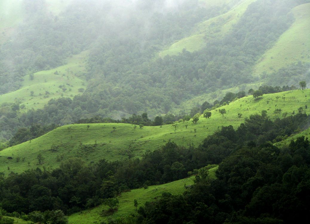 green grass field and mountain