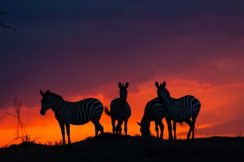 Image silhouette of zebra on brown field during sunset