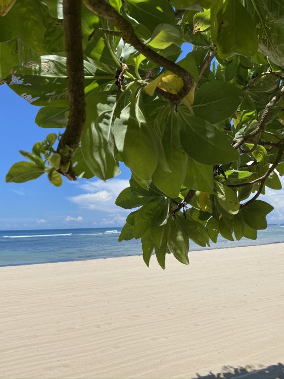 Biología, Ciencia, Planta, Oceano, Orilla. Wallpaper in 1536x2048 Resolution