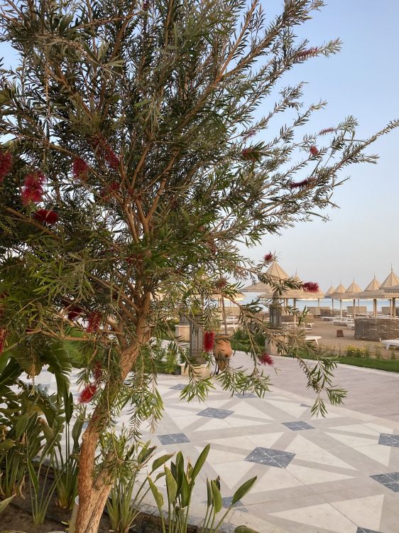 Flora, Palmera, la Vegetación, Edificio, Planta Terrestre. Wallpaper in 1536x2048 Resolution