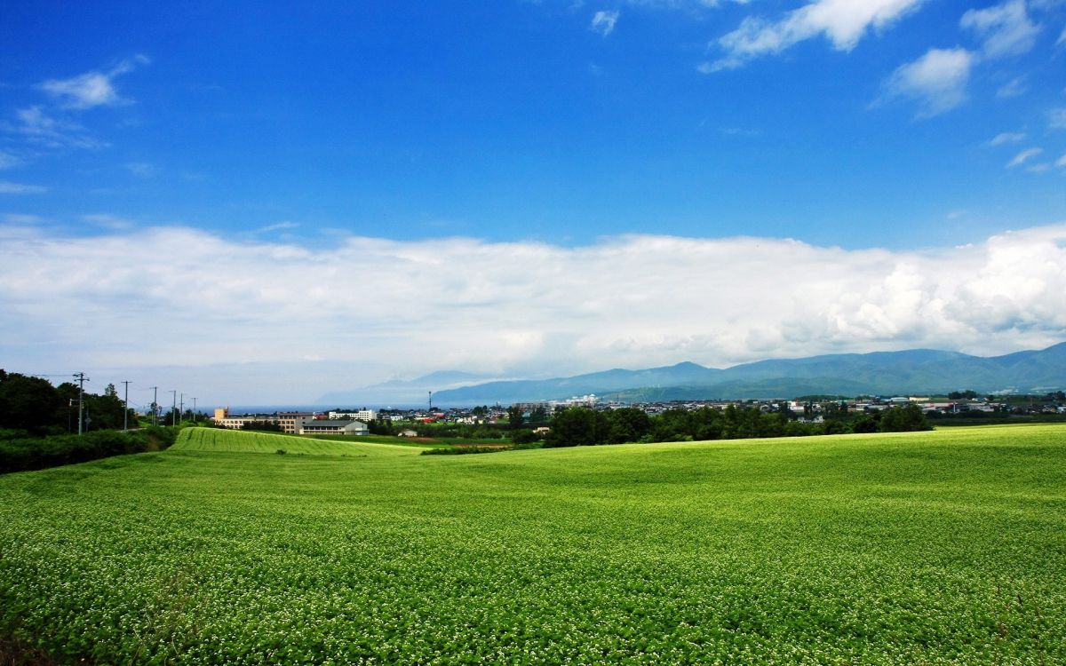 green grass field under blue sky during daytime