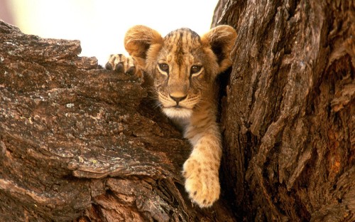 Image brown and black tiger cub on brown tree