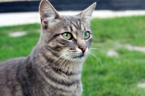 Image brown tabby cat on green grass during daytime