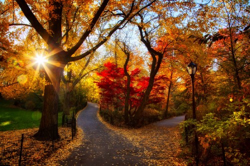 Image pathway between trees during daytime