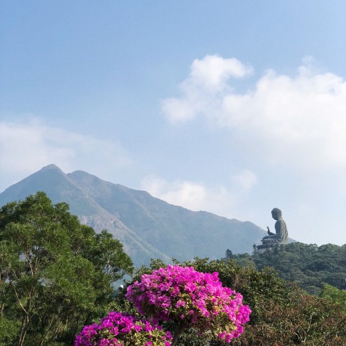 Image vegetation, mountainous landforms, cloud, flower, plant community