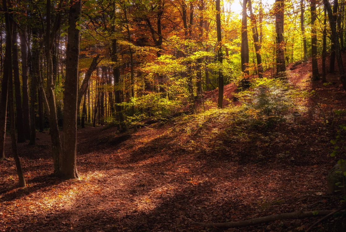 Herbst, Wald, Baum, Brown, Pflanzen-Gemeinschaft. Wallpaper in 3872x2592 Resolution