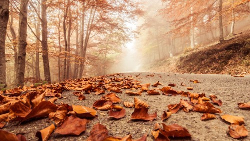 Image brown dried leaves on ground during daytime