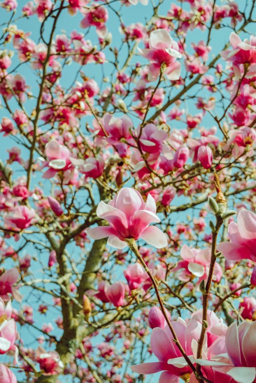 Image pink cherry blossom in bloom during daytime