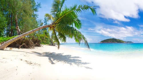 Image coconut tree on beach shore during daytime