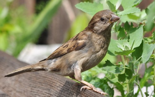 Image brown and white bird on brown wooden log during daytime