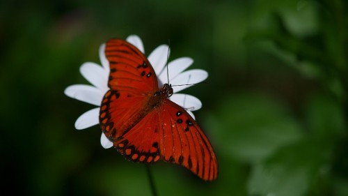 Image orange and white butterfly perched on white flower in close up photography during daytime