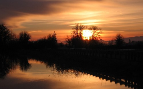 Image silhouette of trees near body of water during sunset