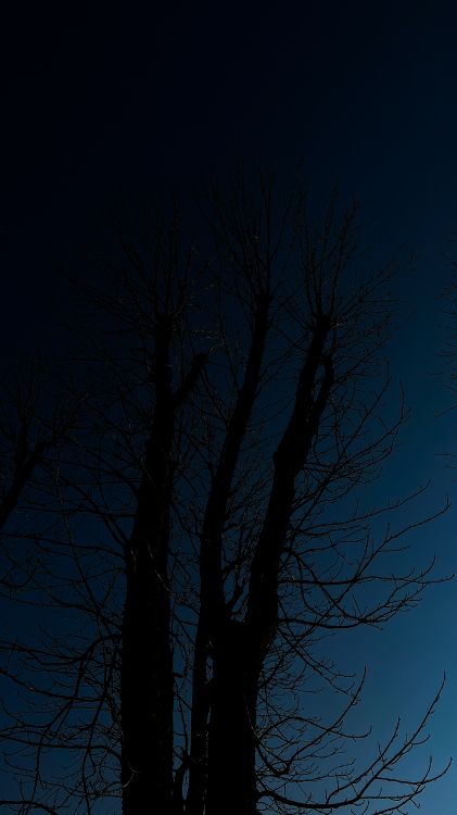 Ambiente, Ramita, Paisaje Natural, Atardecer, Madera. Wallpaper in 2268x4032 Resolution