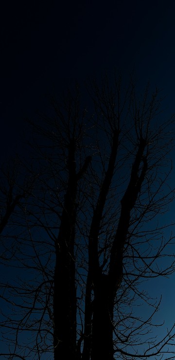 Image tree, atmosphere, plant, twig, natural landscape