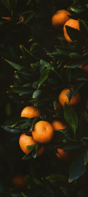 橙色, 橘柚, Clementine, 朗布尔, 橘子 壁纸 1080x2400 允许