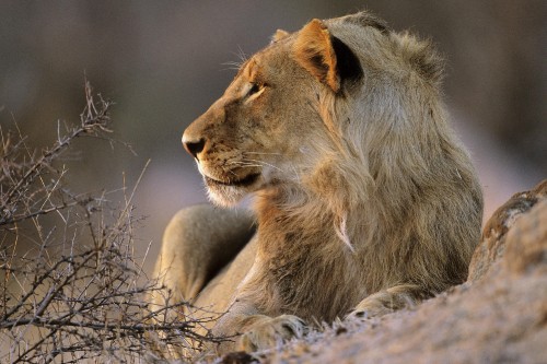 Image brown lion lying on brown grass during daytime