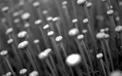 Image grayscale photo of dandelion flower