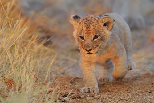 Les Fonds D Ecran Lion Noir Lion Big Cat Felidae Carnivores Les Images Et Les Photos Gratuits