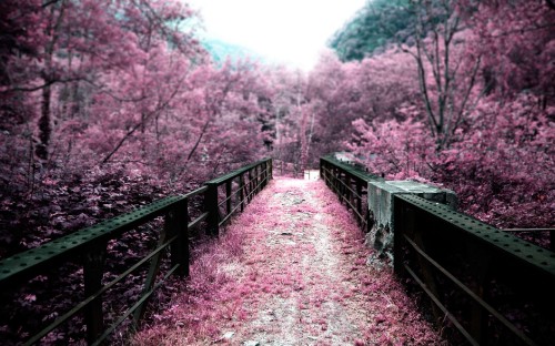 Image brown wooden bridge surrounded by trees during daytime