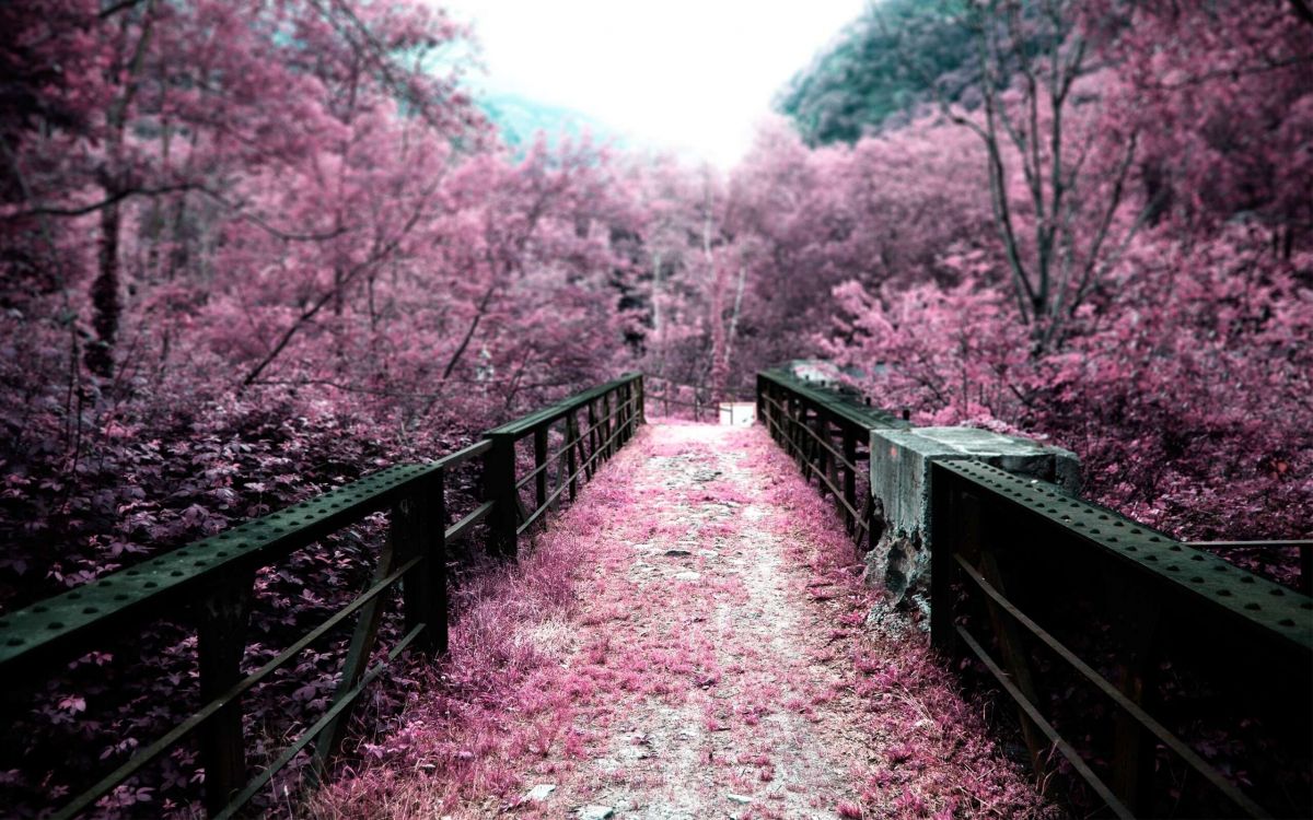 brown wooden bridge surrounded by trees during daytime