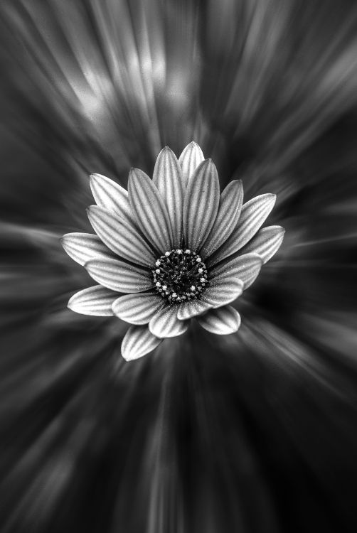 Grayscale Photo of a Flower. Wallpaper in 3452x5156 Resolution