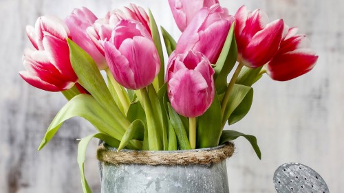 Image tulip, flower, plant, flowerpot, houseplant