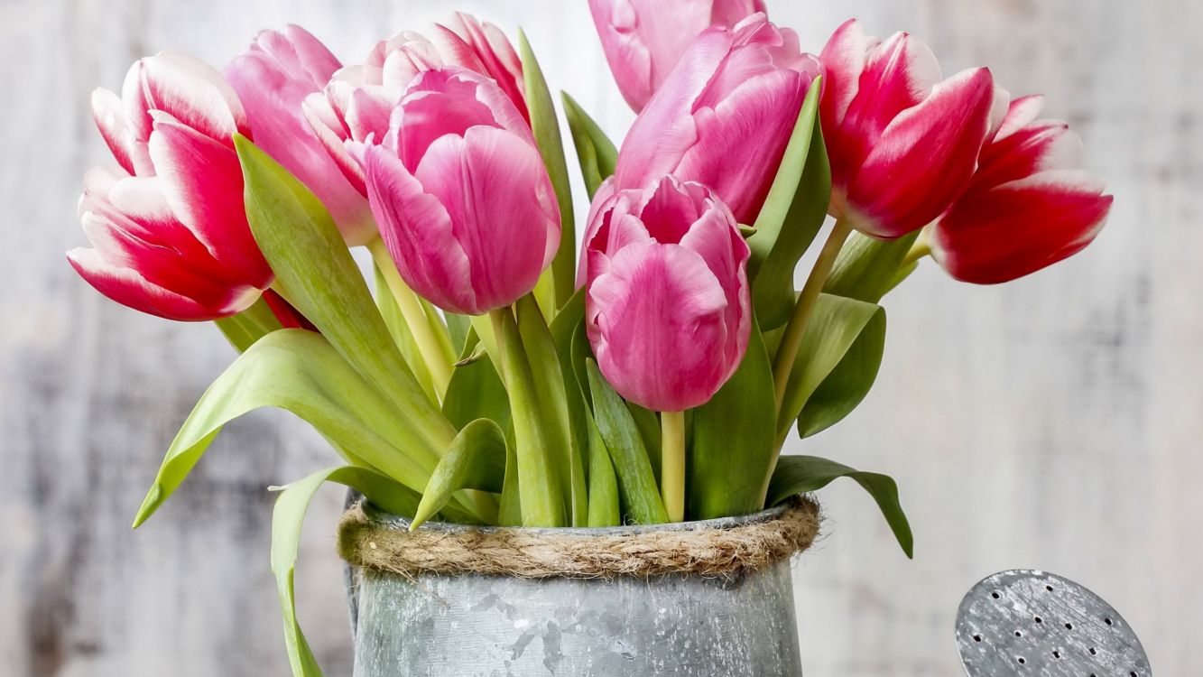 tulip, flower, plant, flowerpot, houseplant