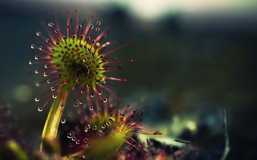 Image green and brown plant in close up photography