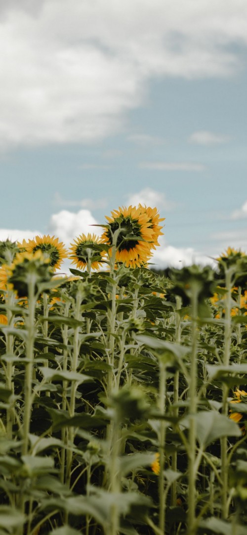 Image flowering plant, flower, plant, cloud, natural environment