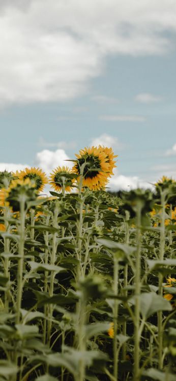 flowering plant, flower, plant, cloud, natural environment