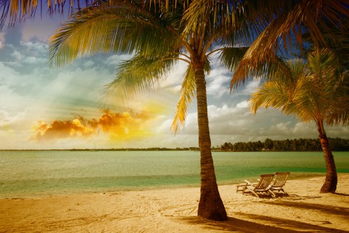 Image palm tree on beach shore during sunset