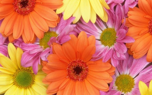 Image pink and yellow flower in close up photography