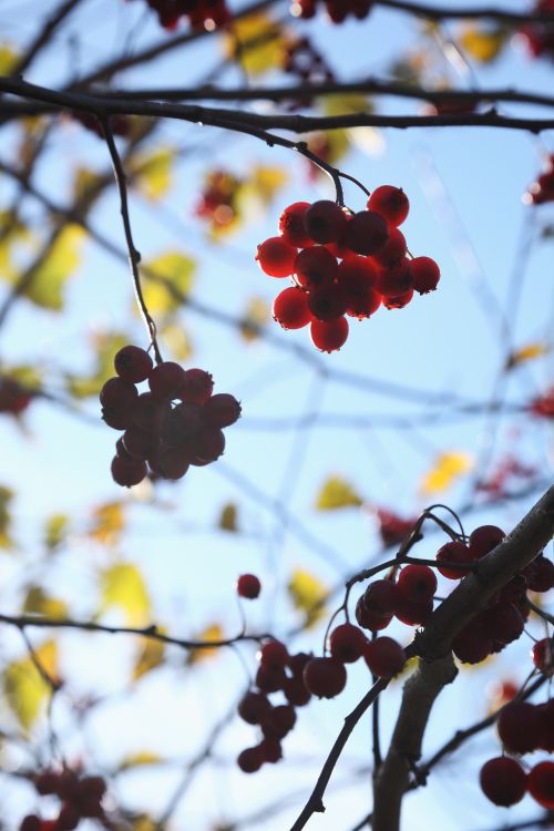 flower, plant, branch, tree, spring