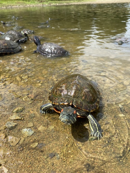 Image emydidae, pond turtles, common snapping turtle, water, Turtle