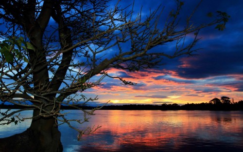 Image leafless tree near body of water during sunset